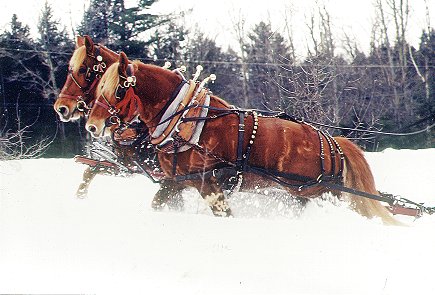 Sleigh Rides